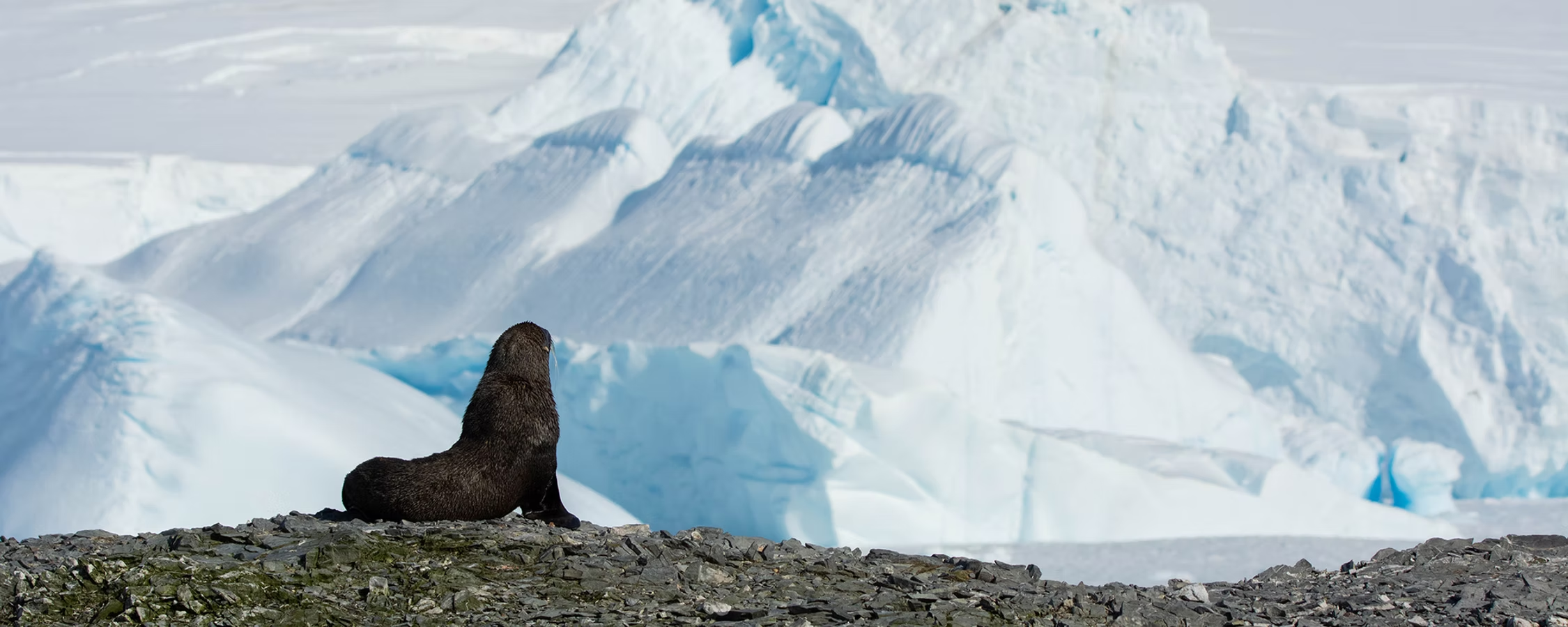 credits: Claudia Ulloa